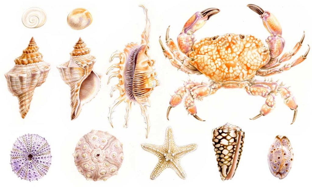 Dessins scientifiques de coquillages, crustacés et étoiles de mer / Aquarelle sur papier