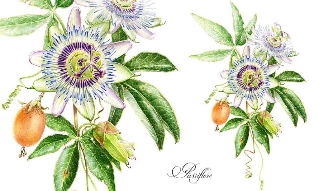 Planche botanique de la Passiflore réalisée pour une affiche à tirage limité – Passiflora Caerulea / Aquarelle sur papier / Client LABORATOIRE LPEV