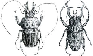 Illustration insecte coléoptère scarabée pointillisme, dot art
