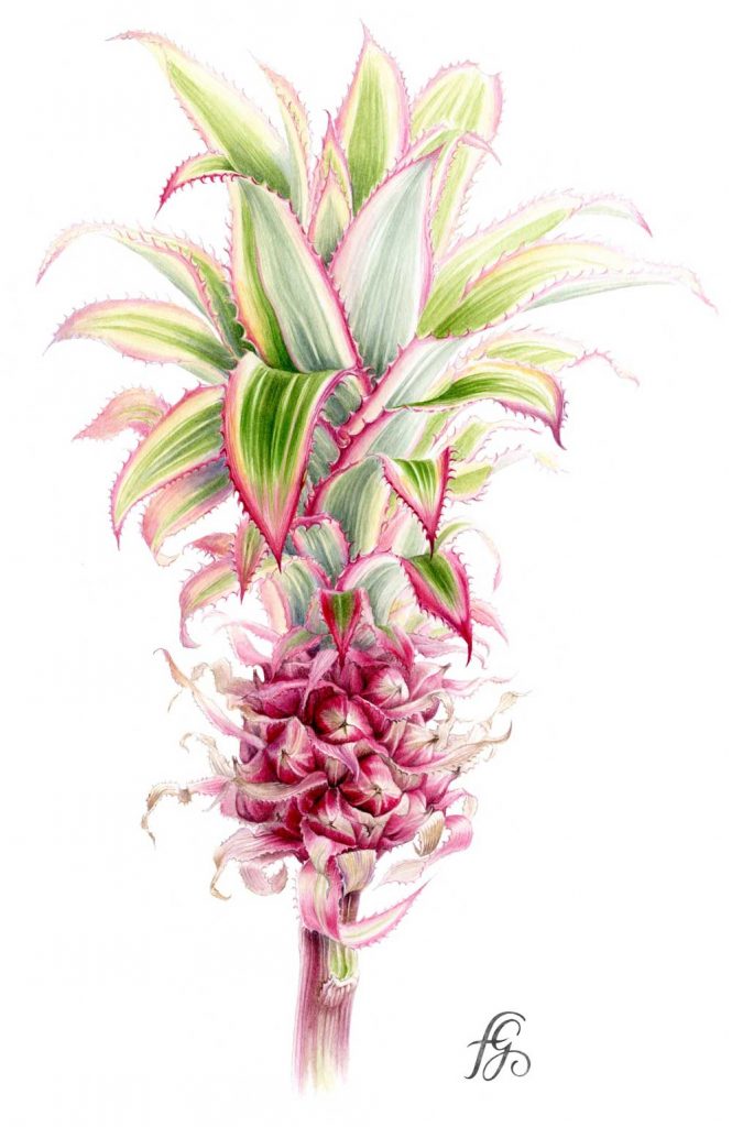 Illustration botanique Ananas décoratif / Technique aquarelle sur papier