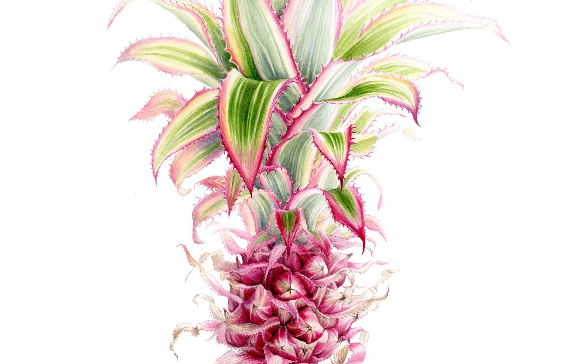 aquarelle botanique ananas decoratif