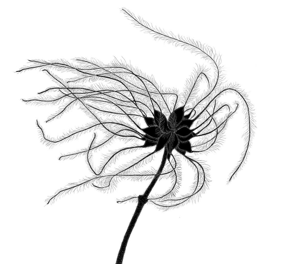 Graine-Clematite-illustré par Florence Gendre
